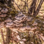 2015-03-18 Fungus No003