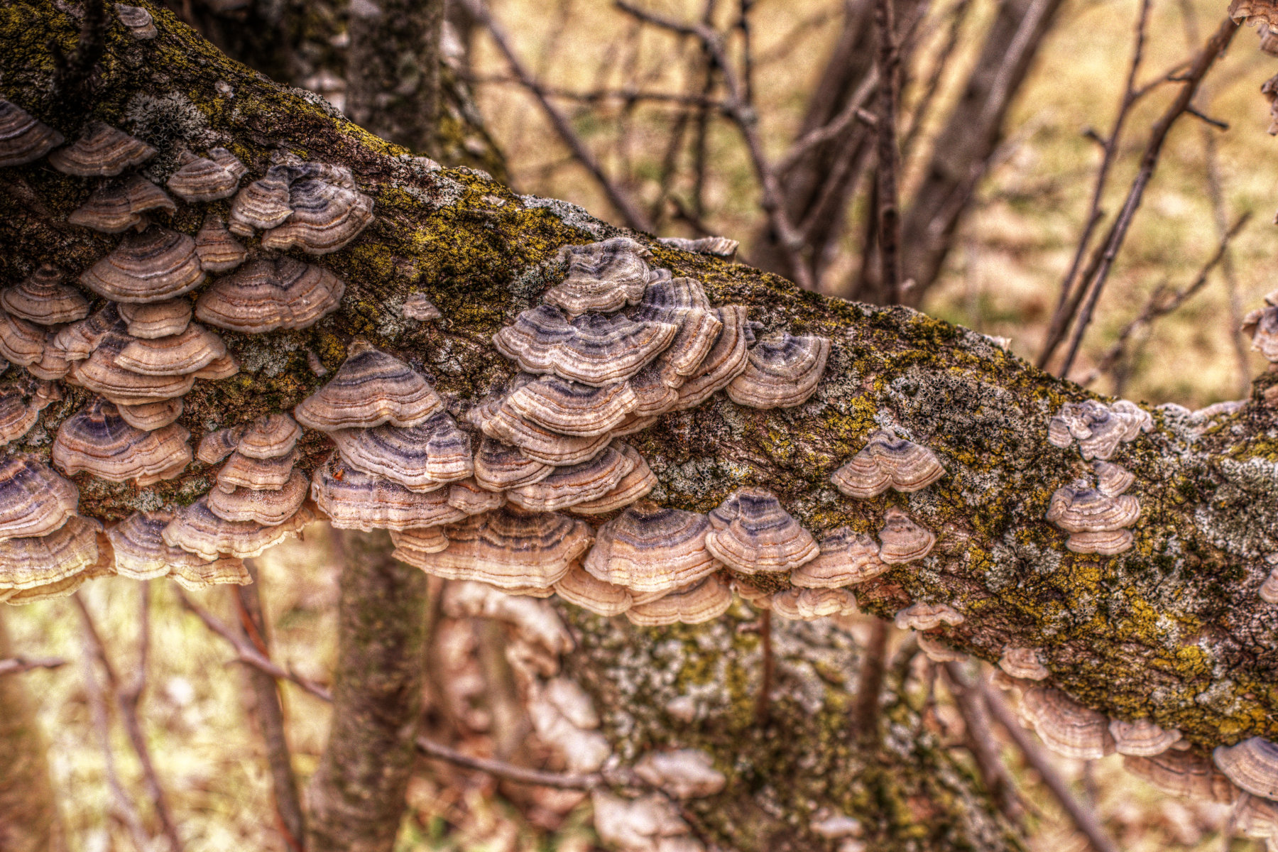 2015-03-18 Fungus No003