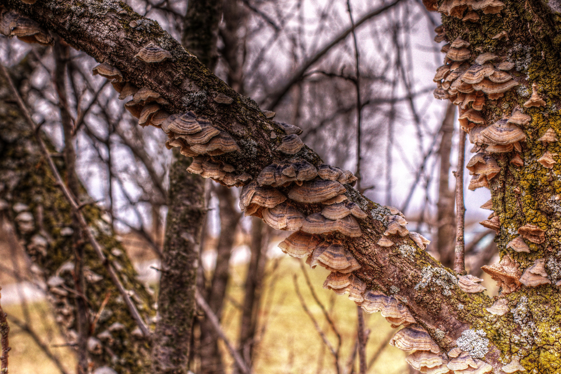 2015-03-18 Fungus No004