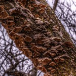 2015-03-18 Fungus No005