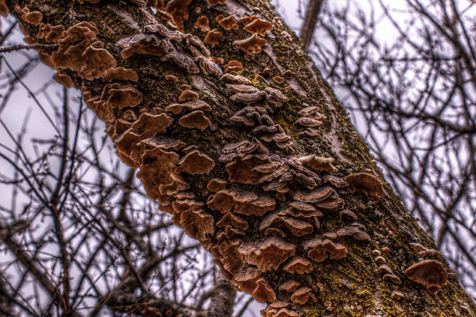 2015-03-18 Fungus No005