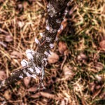 2015-03-18 Fungus No009