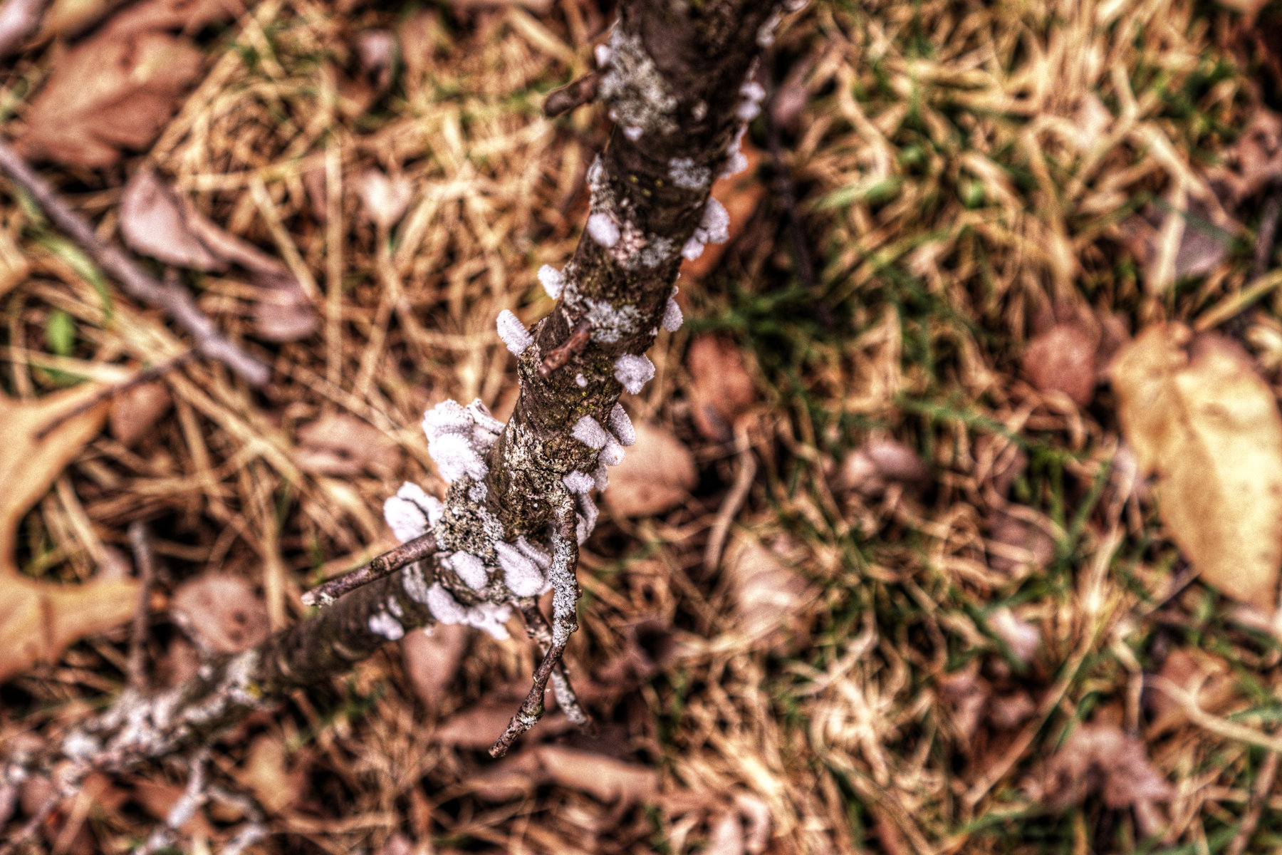 2015-03-18 Fungus No009